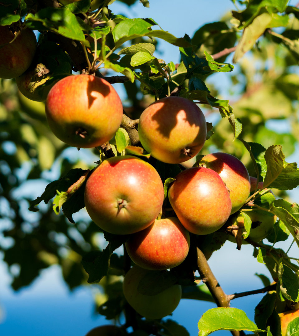 fresh-blend-cider