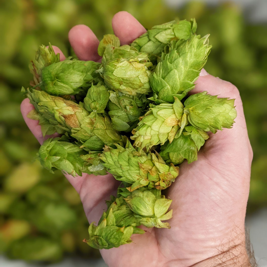 hops-in-the-locks