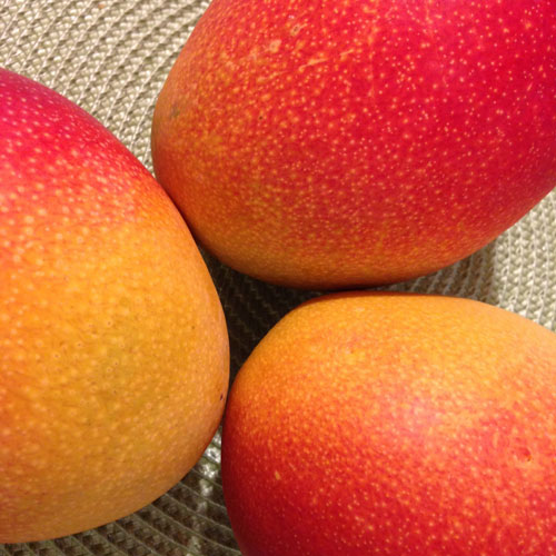 mango-stiltwalker