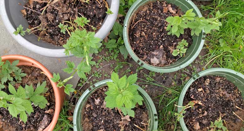 Growing hops at home photo