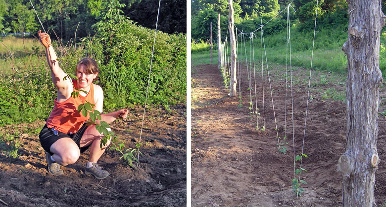 Hopyard Planting with Jen Modeling